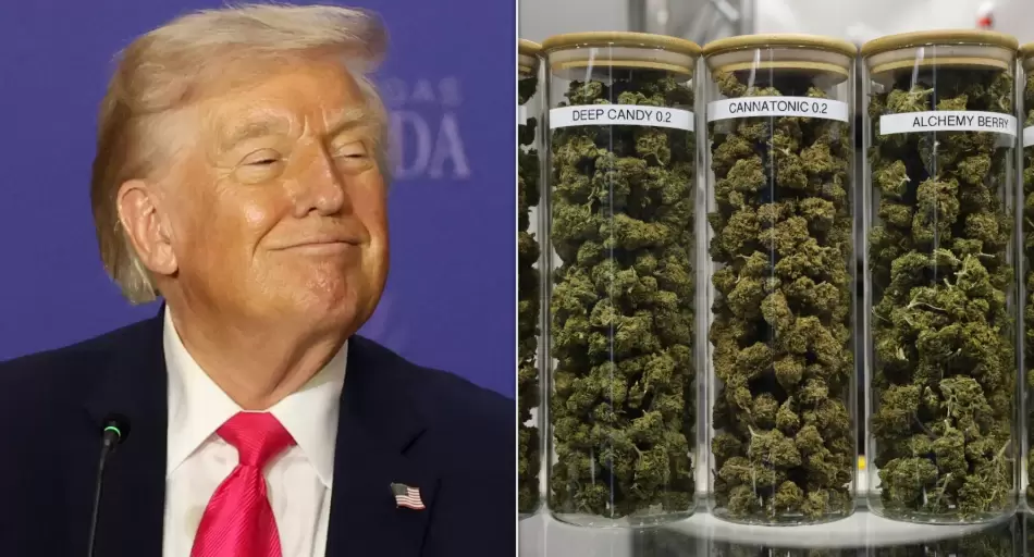 La derecha que no esperaban: Trump y el cannabis que la izquierda no supo capitalizar