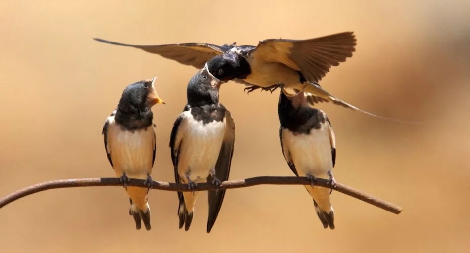«Señor, una sola golondrina no hace verano»