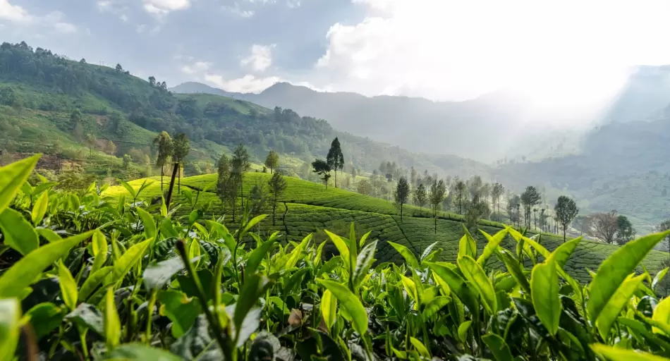 América Latina quiere quedarse con el negocio del carbono