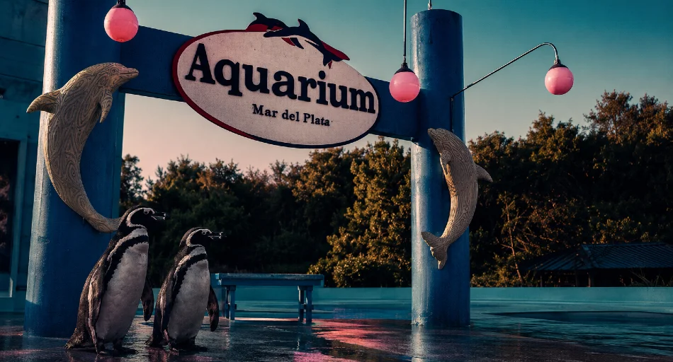 Quiebra y polémica en el Aquarium de Mar del Plata: cuatro pingüinos fueron tasados en US$ 40.000