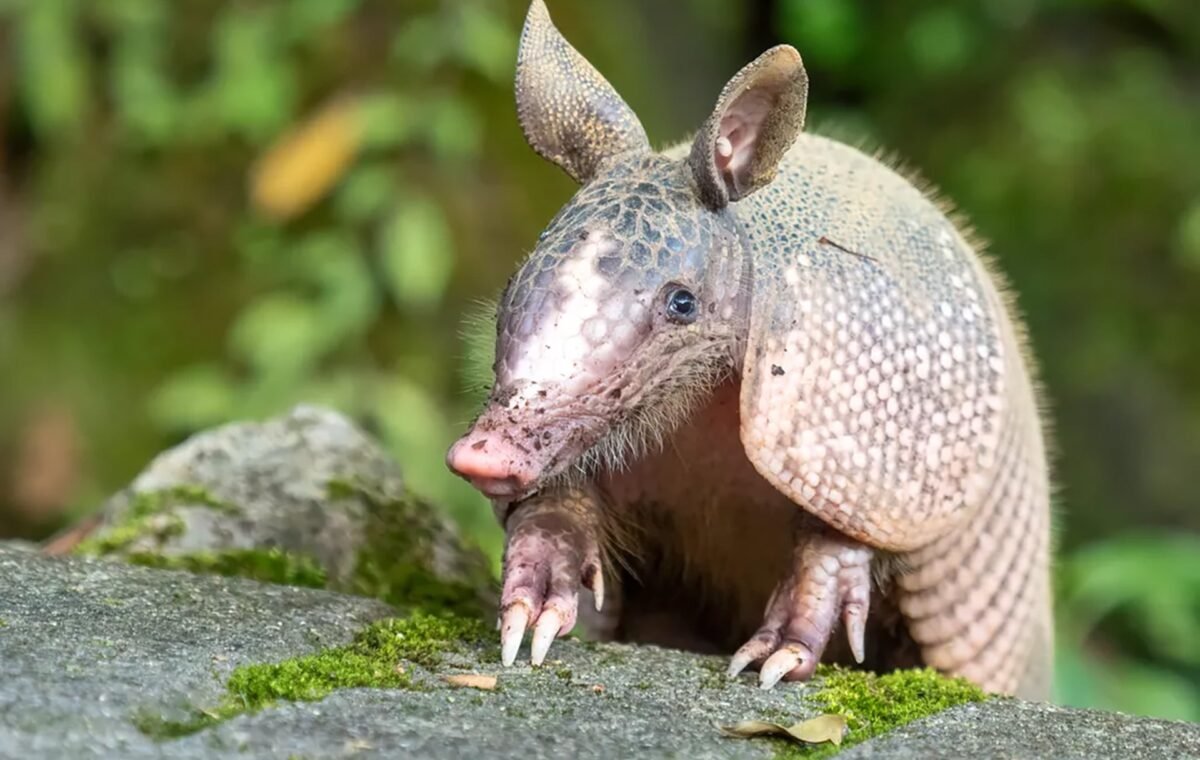 Los armadillos avanzan hacia regiones más frías de Estados Unidos: qué impulsa su expansión y hasta dónde podrían llegar
