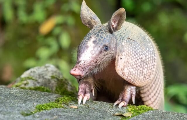 Los armadillos avanzan hacia regiones más frías de Estados Unidos: qué impulsa su expansión y hasta dónde podrían llegar