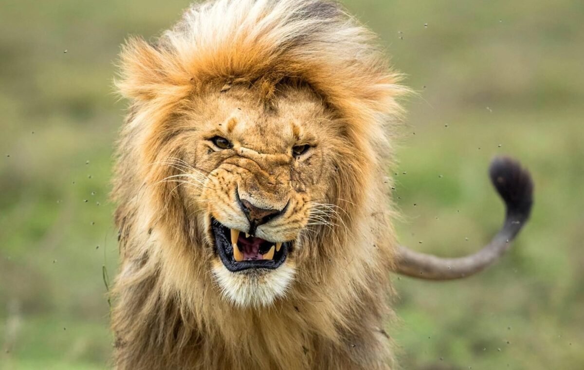 Hallaron muertos a 10 leones en una reserva de Tanzania declarada Patrimonio de la Unesco y sospechan que fueron envenenados