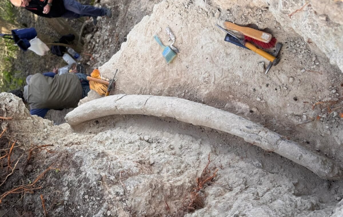 Hallazgo récord en Argentina: descubren el colmillo de mastodonte más grande de Sudamérica