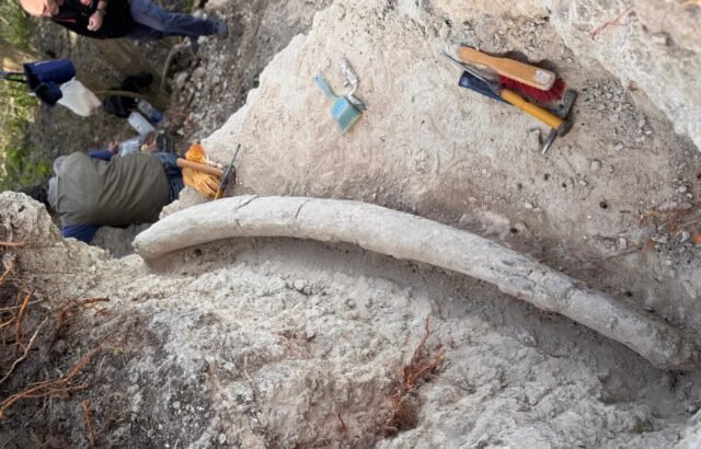 Hallazgo récord en Argentina: descubren el colmillo de mastodonte más grande de Sudamérica