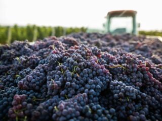 Nuevas reglas para el traslado de uva y maquinaria agrícola refuerzan la trazabilidad de las cargas