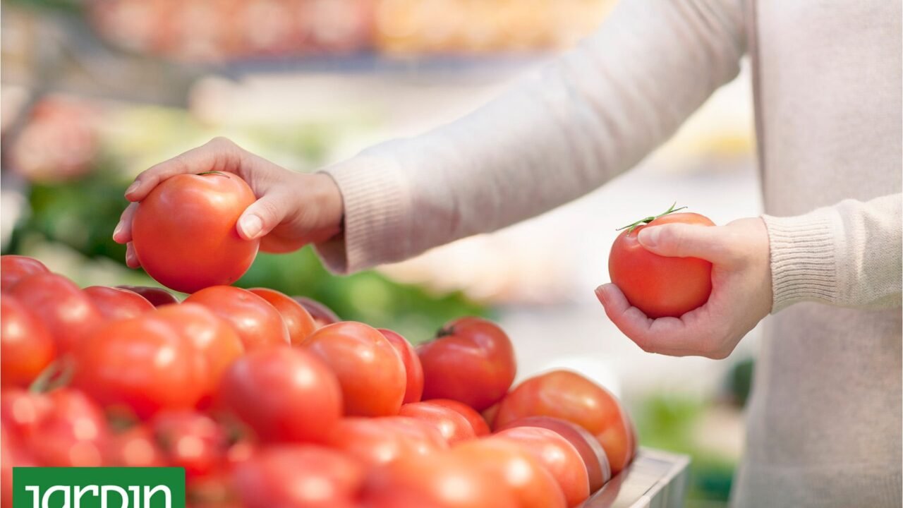 Por qué los tomates actuales tienen menos sabor que antes