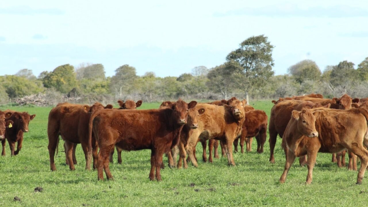 El Gobierno anunció que Japón abrió su mercado a la carne vacuna argentina