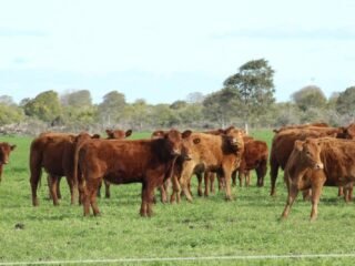 El Gobierno anunció que Japón abrió su mercado a la carne vacuna argentina