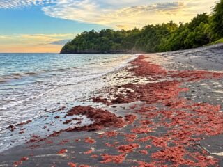 Investigan la acumulación de algas rojas en playas panameñas