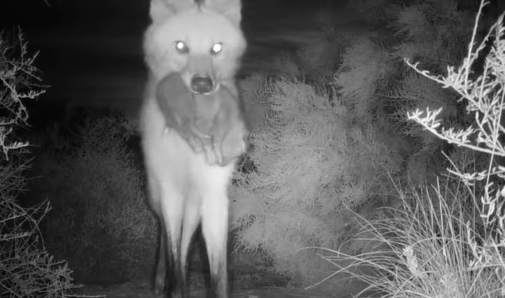 El Parque Nacional Ansenuza fue escenario del nacimiento de cuatro cachorros de aguará guazú