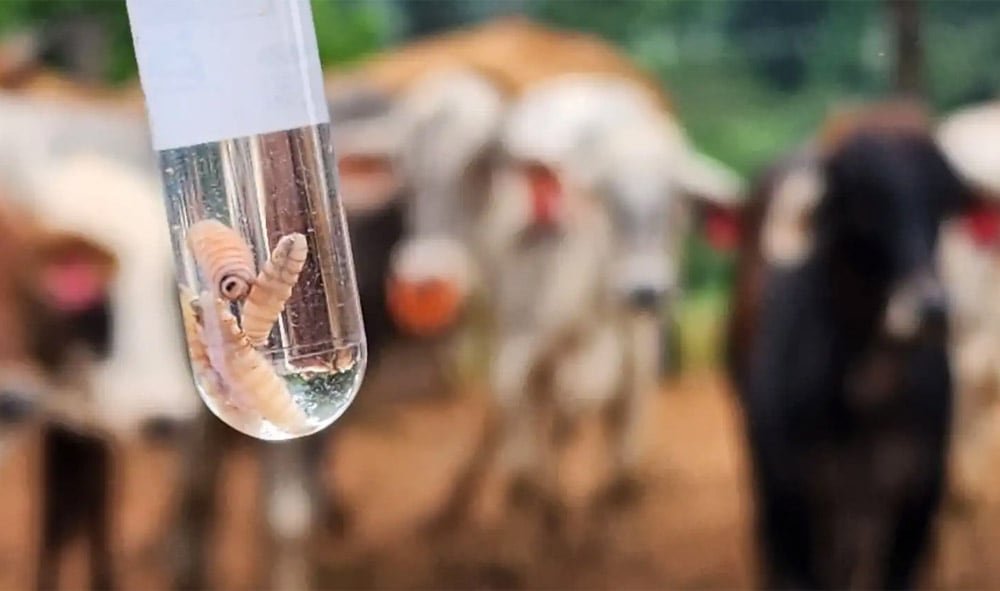 Costa Rica acumula 57 personas contagiadas y más de nueve mil animales afectados por gusano barrenador
