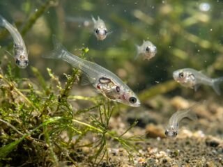 Sin compañero, huida asegurada: el curioso comportamiento de los peces de cristal
