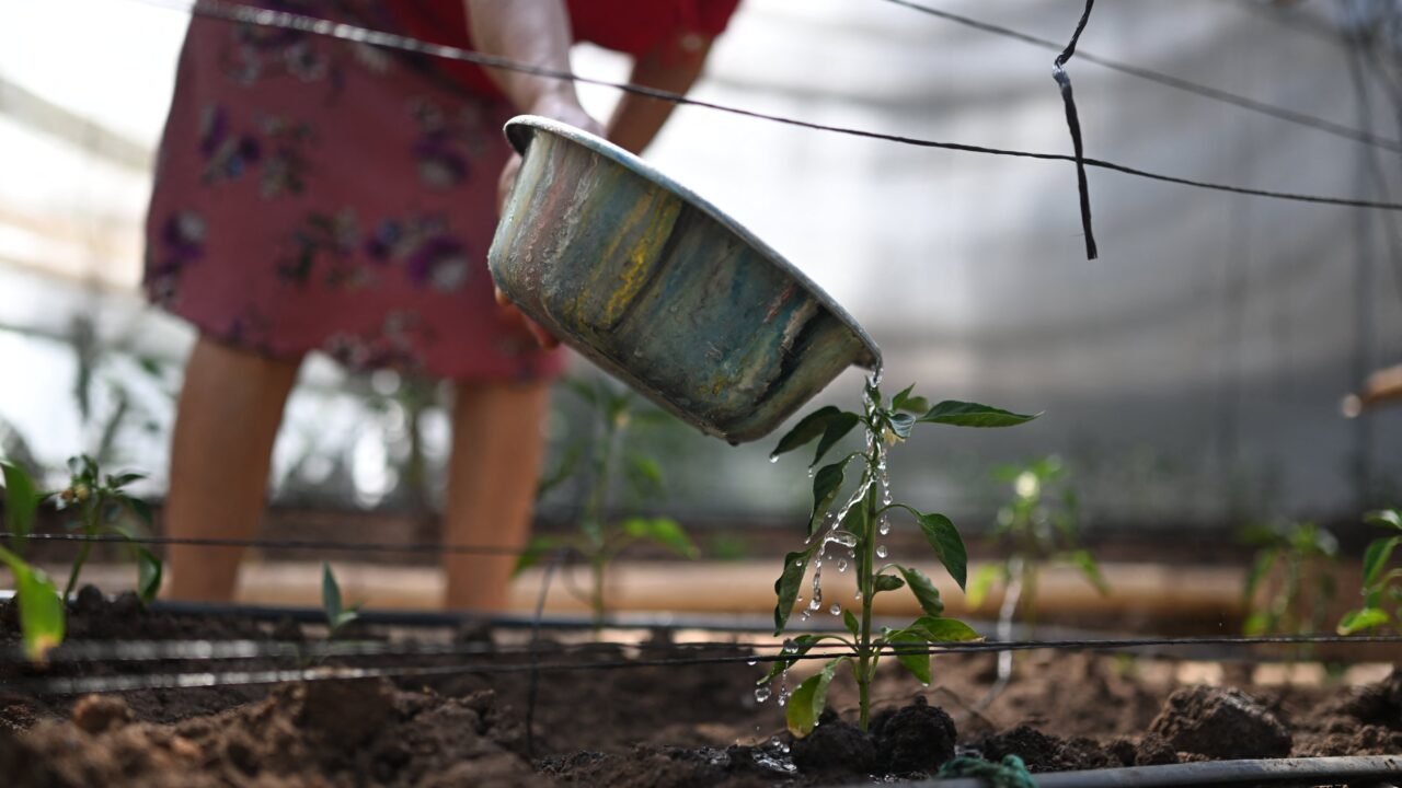 El Niño amenaza con una nueva crisis alimentaria global: “Ocurre en un mundo más caliente y magnificará algunos de los impactos”