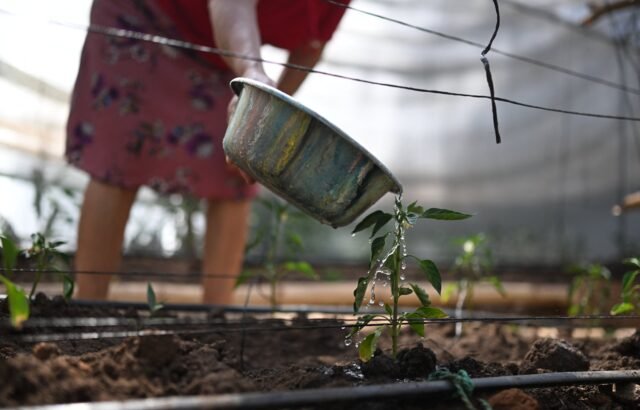 “No quedará nada”: la sequía por El Niño golpea las zonas rurales de El Salvador