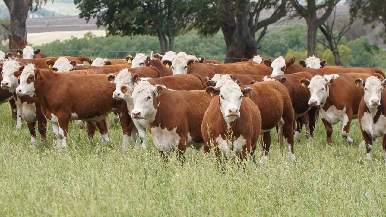 Según empresarios: la “Vaca Muerta cárnica” se encamina a un boom en la Argentina