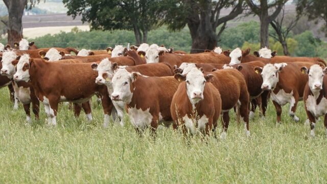 Según empresarios: la “Vaca Muerta cárnica” se encamina a un boom en la Argentina