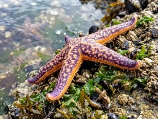 El nivel del mar podría subir casi 60 centímetros para 2100: por qué la posible llegada de especies invasoras sería un nuevo desafío