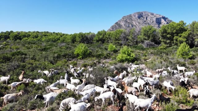 La curiosa estrategia de un pueblo para prevenir incendios forestales: 250 cabras para limpiar el monte