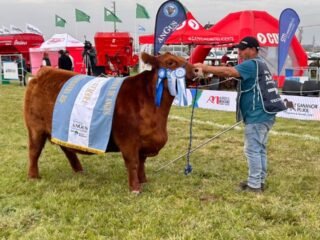 “Una vaca excepcional”: Angus mostró su poderío genético con una gran campeona