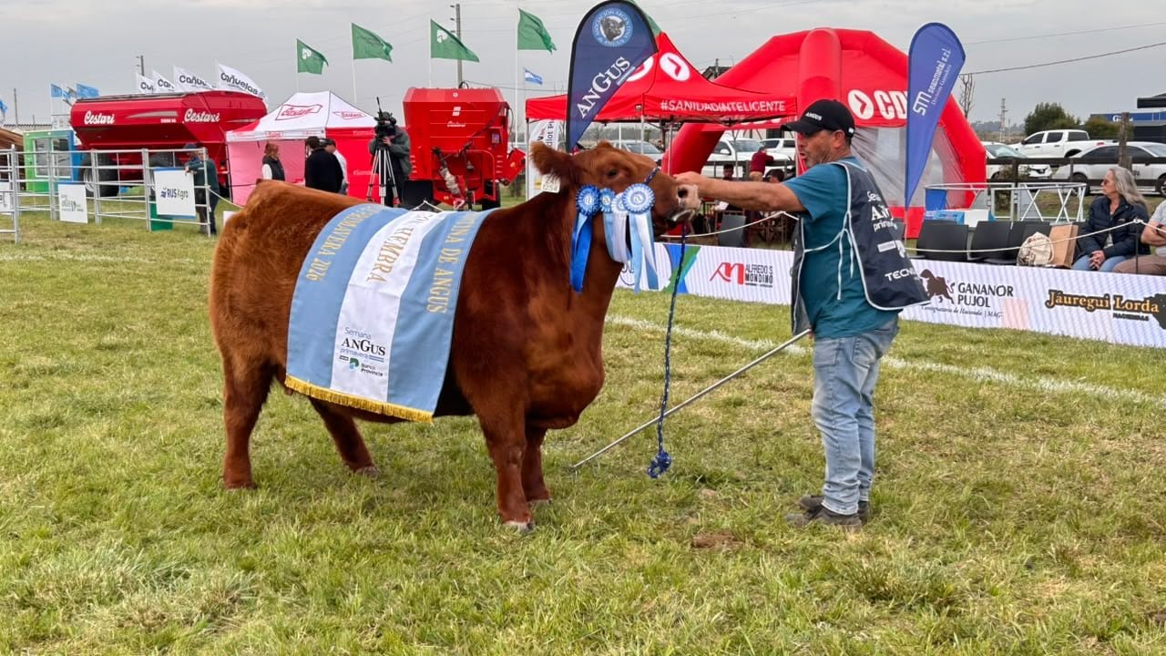 “Una vaca excepcional”: Angus mostró su poderío genético con una gran campeona