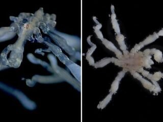 Entre pelos y ecosistemas: así son las primeras arañas de mar descritas en Canadá tras casi un siglo