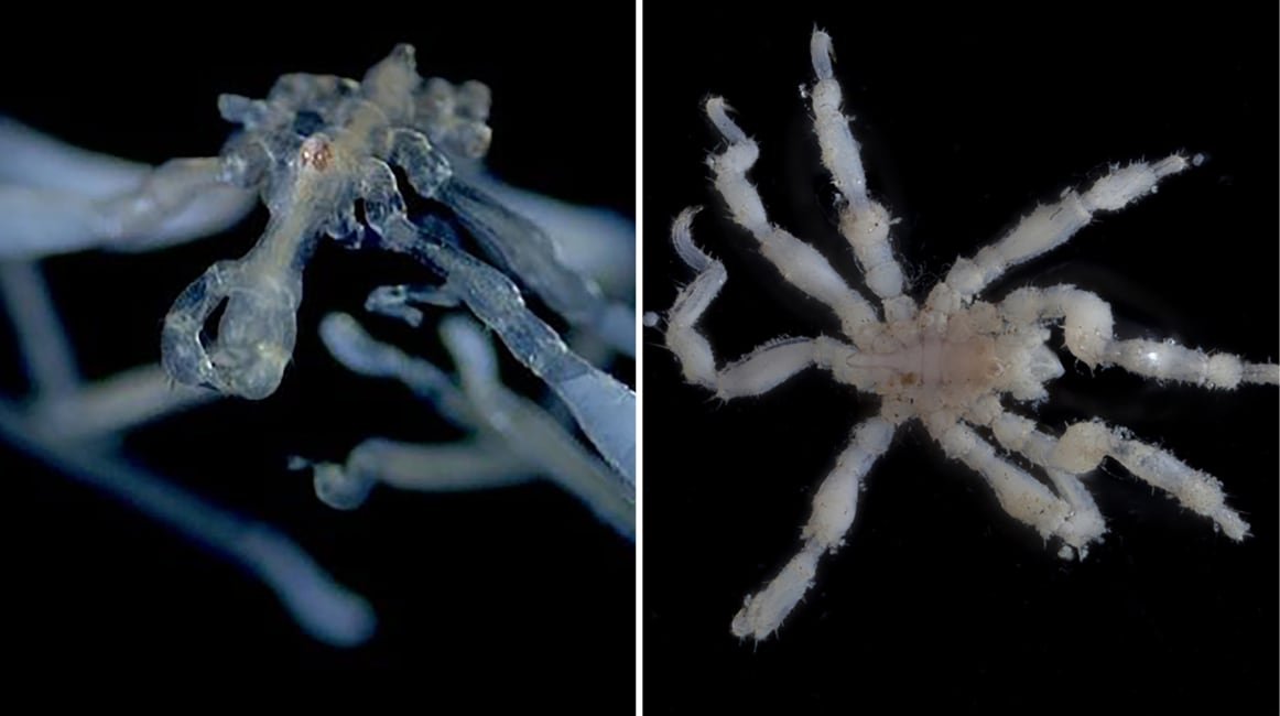 Entre pelos y ecosistemas: así son las primeras arañas de mar descritas en Canadá tras casi un siglo