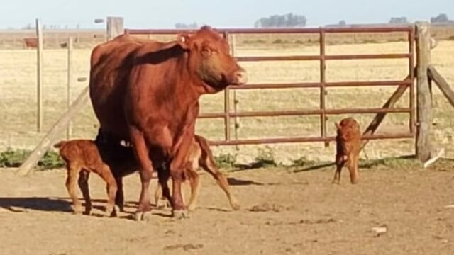 “Ocurre una vez cada 100 mil casos”: una vaca tuvo trillizos de forma natural y aseguran que es un hecho único