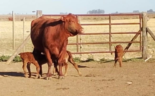 “Ocurre una vez cada 100 mil casos”: una vaca tuvo trillizos de forma natural y aseguran que es un hecho único