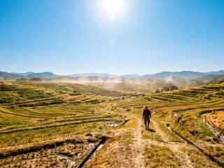 El calor amenaza la producción de arroz en Japón y puso en alerta a los científicos, que ya buscan una solución
