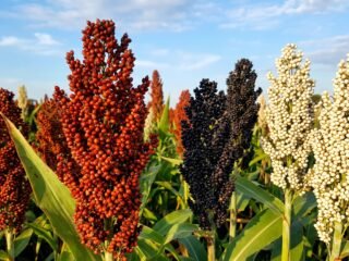 Sorgo: la menor oferta mundial pone a la Argentina en el radar de China