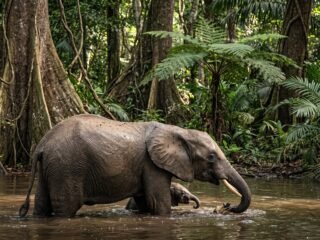 De perseguir animales a protegerlos: así es el programa que empleó a excazadores para vigilar los bosques de Nigeria
