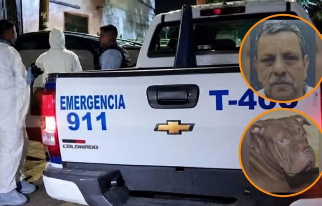 Pitbull mata a su dueño tras atacarlo dos veces en la capital de Honduras ¿Qué pasará con el perro?