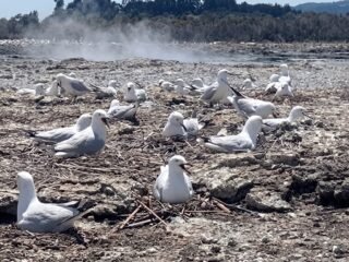 ¿Vapor volcánico como antiparasitario? Así es el curioso comportamiento de las aves en Nueva Zelanda
