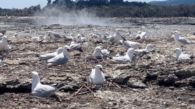¿Vapor volcánico como antiparasitario? Así es el curioso comportamiento de las aves en Nueva Zelanda