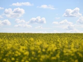 Colza, carinata y camelina: tres cultivos que pueden cambiar la lógica de las rotaciones