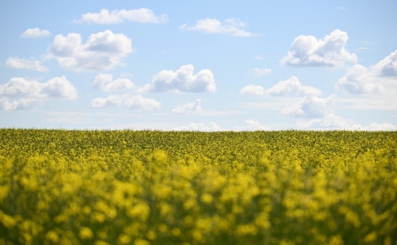 Colza, carinata y camelina: tres cultivos que pueden cambiar la lógica de las rotaciones