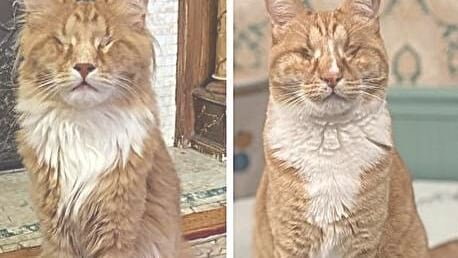 Descubren por primera vez el síndrome de Marfan en gatos: el caso de los hermanos Gary y Shaggy