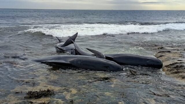Una manada de 40 ballenas encendió las alarmas en Inglaterra: 6 quedaron varadas y murieron