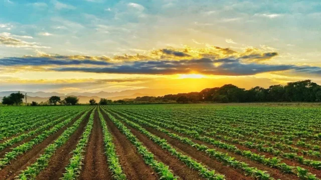 Defensa de la soberanía versus venta sin límite a extranjeros: los escenarios que se abren para la Ley de Tierras