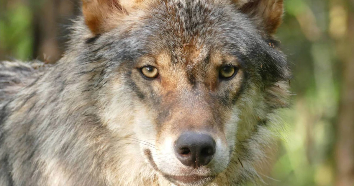 Una niña de 8 años resultó gravemente herida tras ser atacada por al menos un lobo en un zoológico alemán