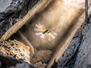 Desarrollan un robot inspirado en insectos que promete revolucionar la exploración en entornos extremos
