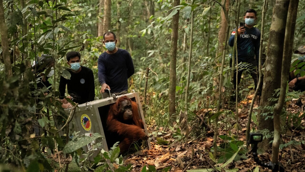 Reubican a 8 orangutanes tras los incendios en Indonesia y el fuego ya amenaza a más de la mitad de los ejemplares