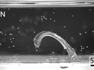 Crean robots con músculo vivo que nadan, saltan y agarran objetos sin motores rígidos