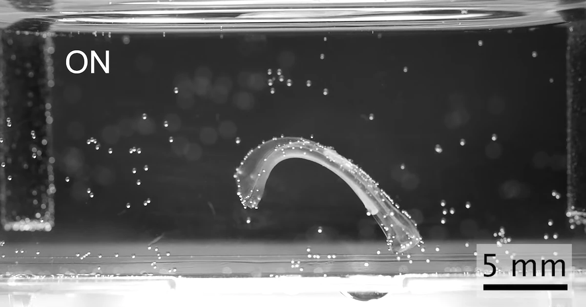 Crean robots con músculo vivo que nadan, saltan y agarran objetos sin motores rígidos