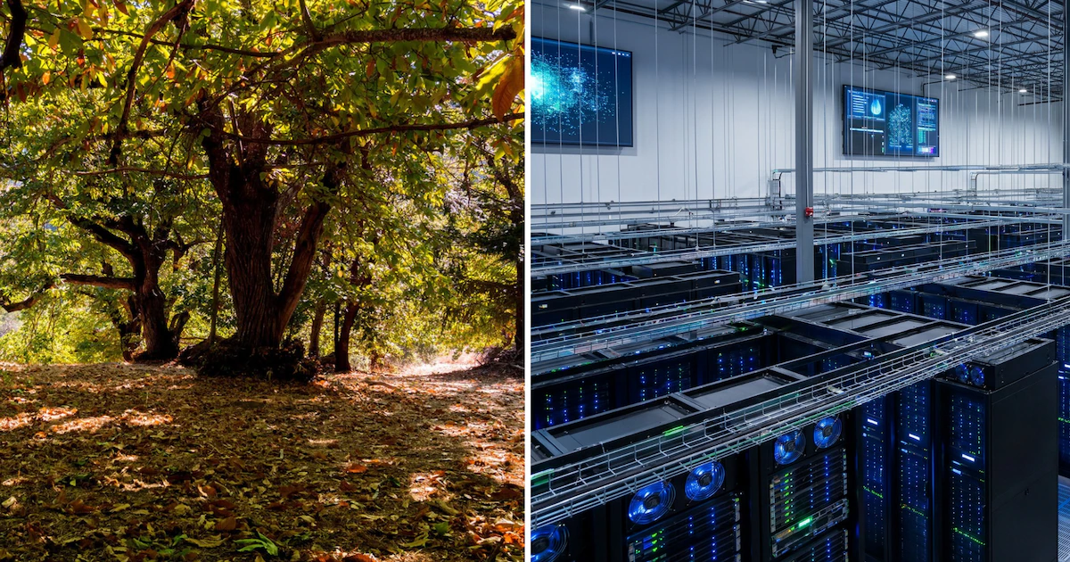 Un centro de datos de IA de USD 20.000 millones puso en la mira a un bosque centenario de castaños