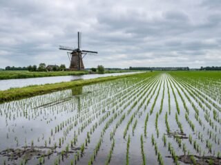 Hito en los Países Bajos: logran por primera vez en 20 años una cosecha de arroz