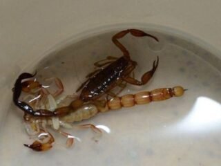 No andés pata pila: advierten una invasión de alacranes peligrosos por El Niño