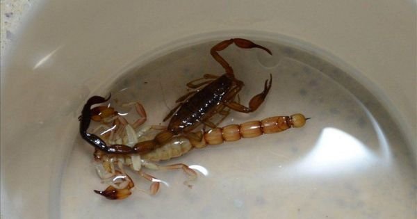 No andés pata pila: advierten una invasión de alacranes peligrosos por El Niño