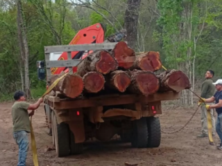 Están arrasando los bosques jujeños: secuestraron madera de cinco especies nativas